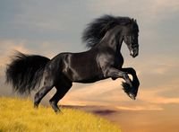 pic for Amazing Horse 